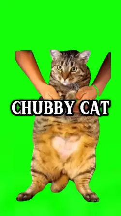 Chubby Cat meme