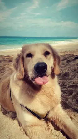 2016 beach vibes