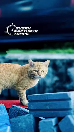 sudah waktunya tampi