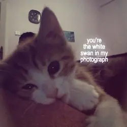 Cas