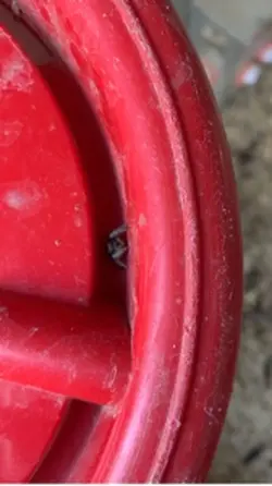 Silly spooder