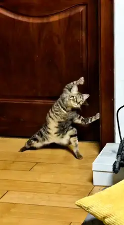 Kungfu võ thuật ai