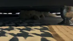 Catpossible 