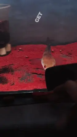 slowmo x channa
