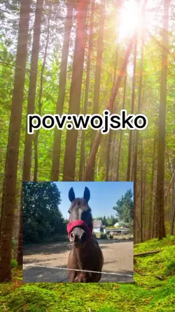 Pov wojsko polskie 