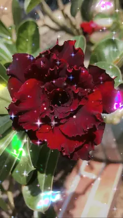 Flores del desierto 