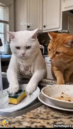 Funny Cat