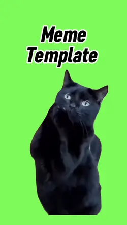Praying cat 