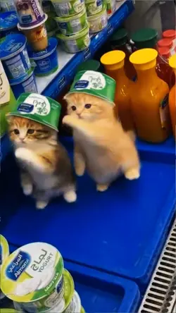 TREND KUCING JOGET