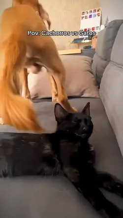 cachorro vs gato