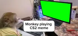 Monkey playing CS2 