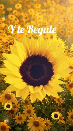 Y Flores amarillas 