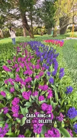 Tulip 
