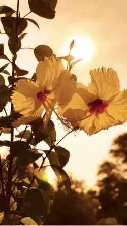 🌼🌺🌸🌻