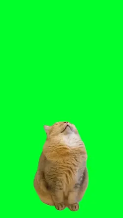 Sleeping cat