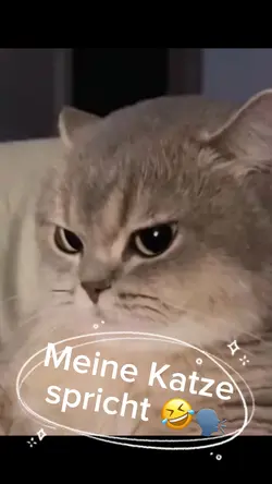 Meine Katze spricht🤣