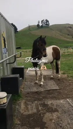 photogenic poniess