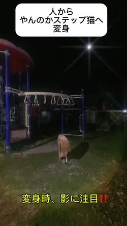 人からやんのかステップ猫へ変身
