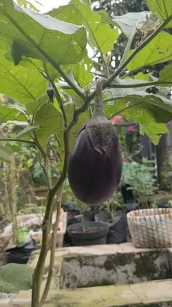 Video estetik kebun