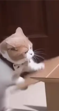 Cats Simfonia 