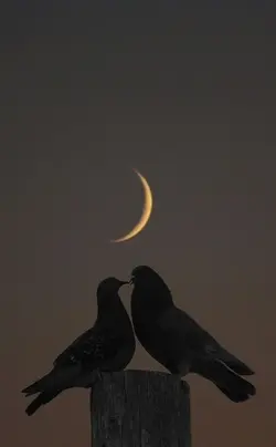 Hevesimiz Kalmadı