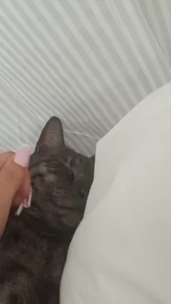 chat