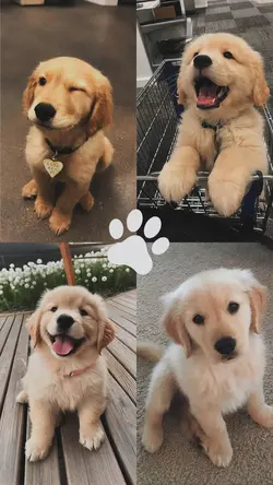 Cute Pet 4 pics