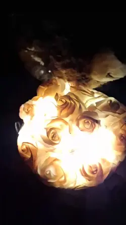 magic rose