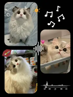 cats