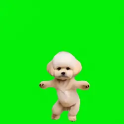 anjing cute