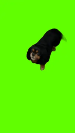 Dog sneezing templat