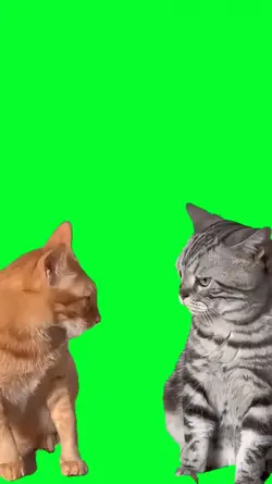 duel cat funny
