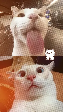 kyutie cat