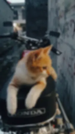 kucing lucu