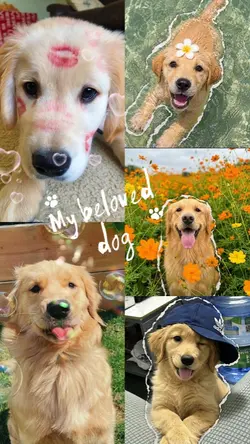 my beloved dog