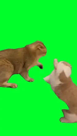 Cat fight