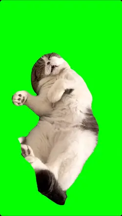 Cat sleeping 