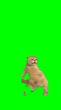 dancing cat
