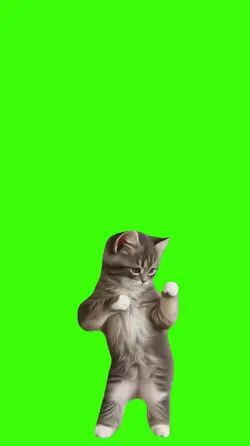 Gato.