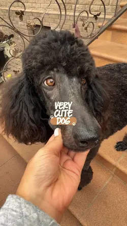 very cute dog
