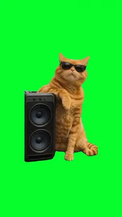 cat vibing