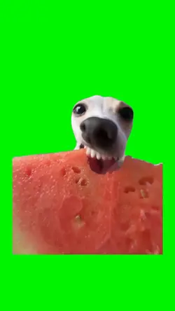 Watermelon chowdown