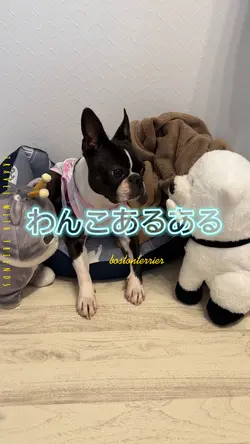 わんこあるある