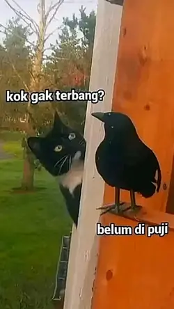 KOK GAK TERBANG?