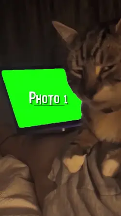 Gato Invocado 