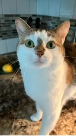Cat edit