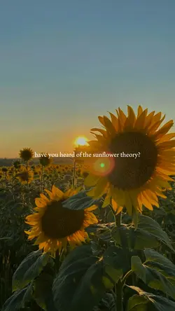 sunflower theory