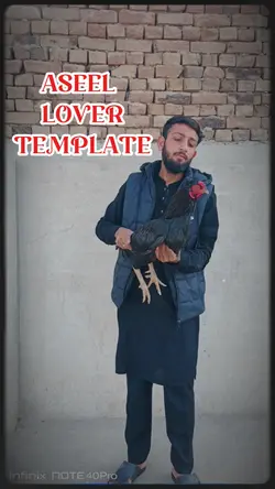 aseel template 