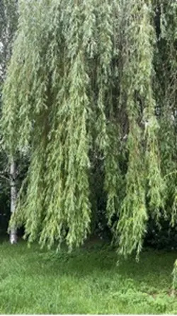 Natura drzewo 