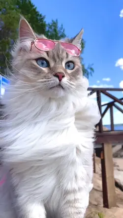 CAT😻